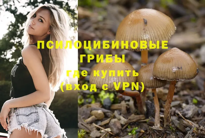 цена   Новомичуринск  Галлюциногенные грибы MAGIC MUSHROOMS 